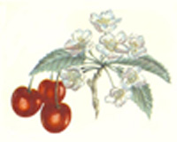 Cherry Cherries    Fruit with Bloom